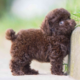 Poodle Toy