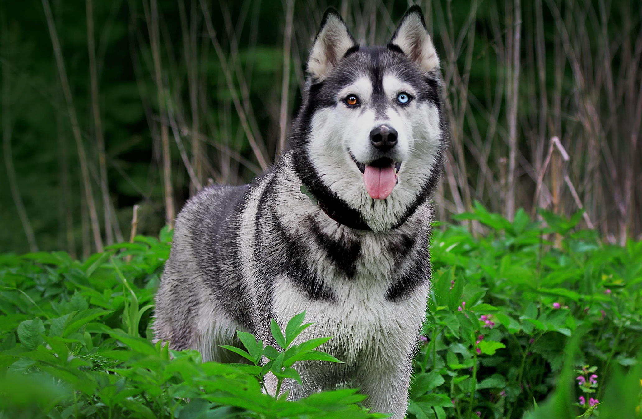 Husky Siberiano