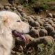 Cão pastoreiro