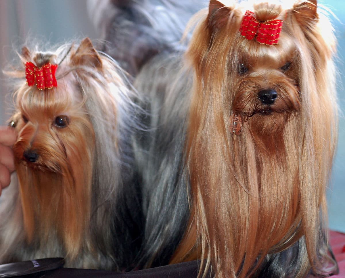 Yorkshire Terrier