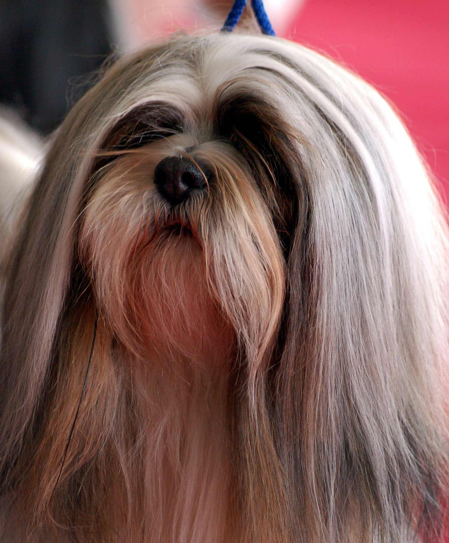 Lhasa Apso