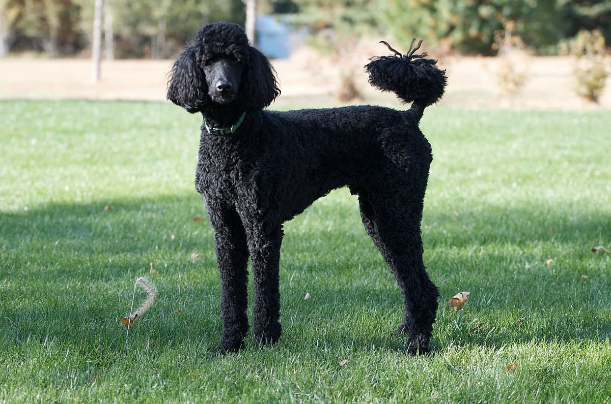 Poodle Standard