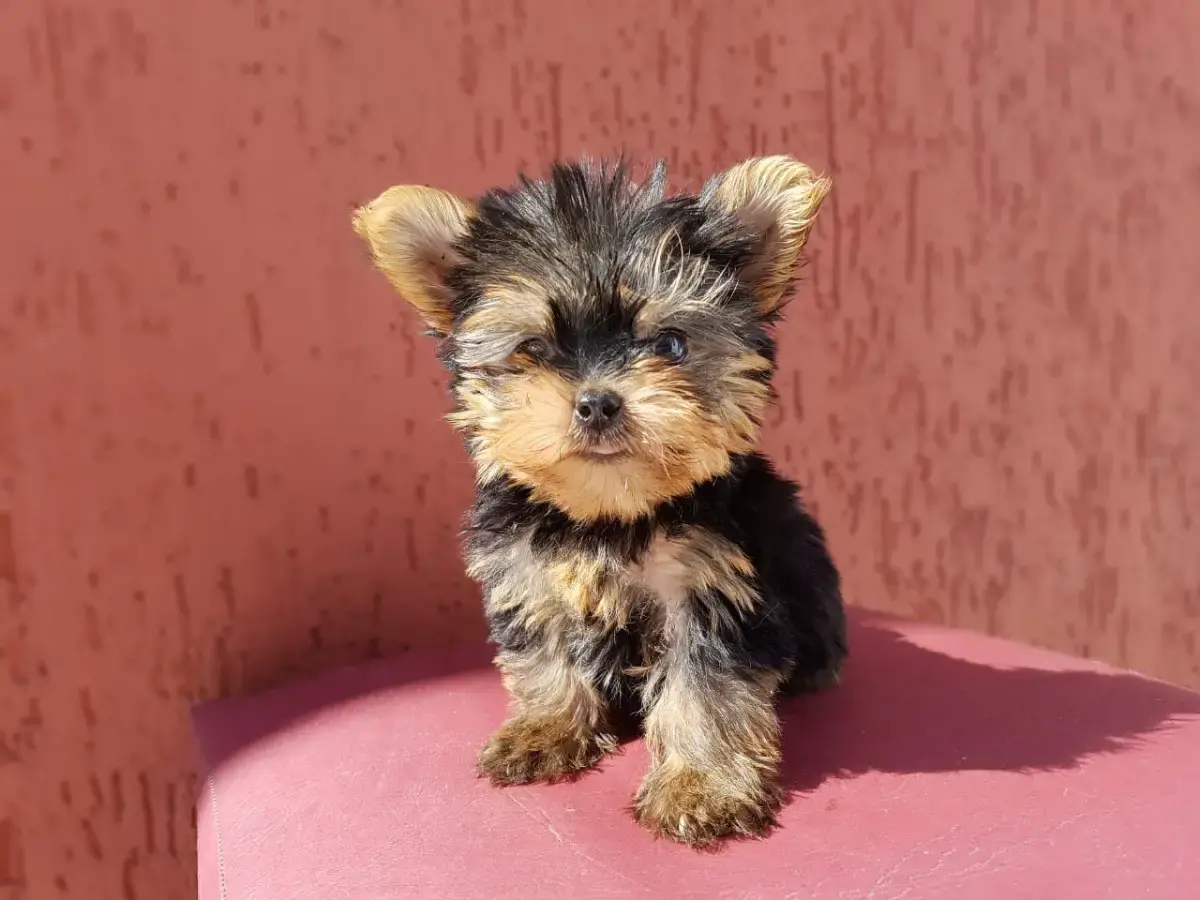 Yorkshire Terrier