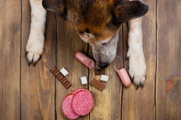 cachorro comendo alimentos tóxicos