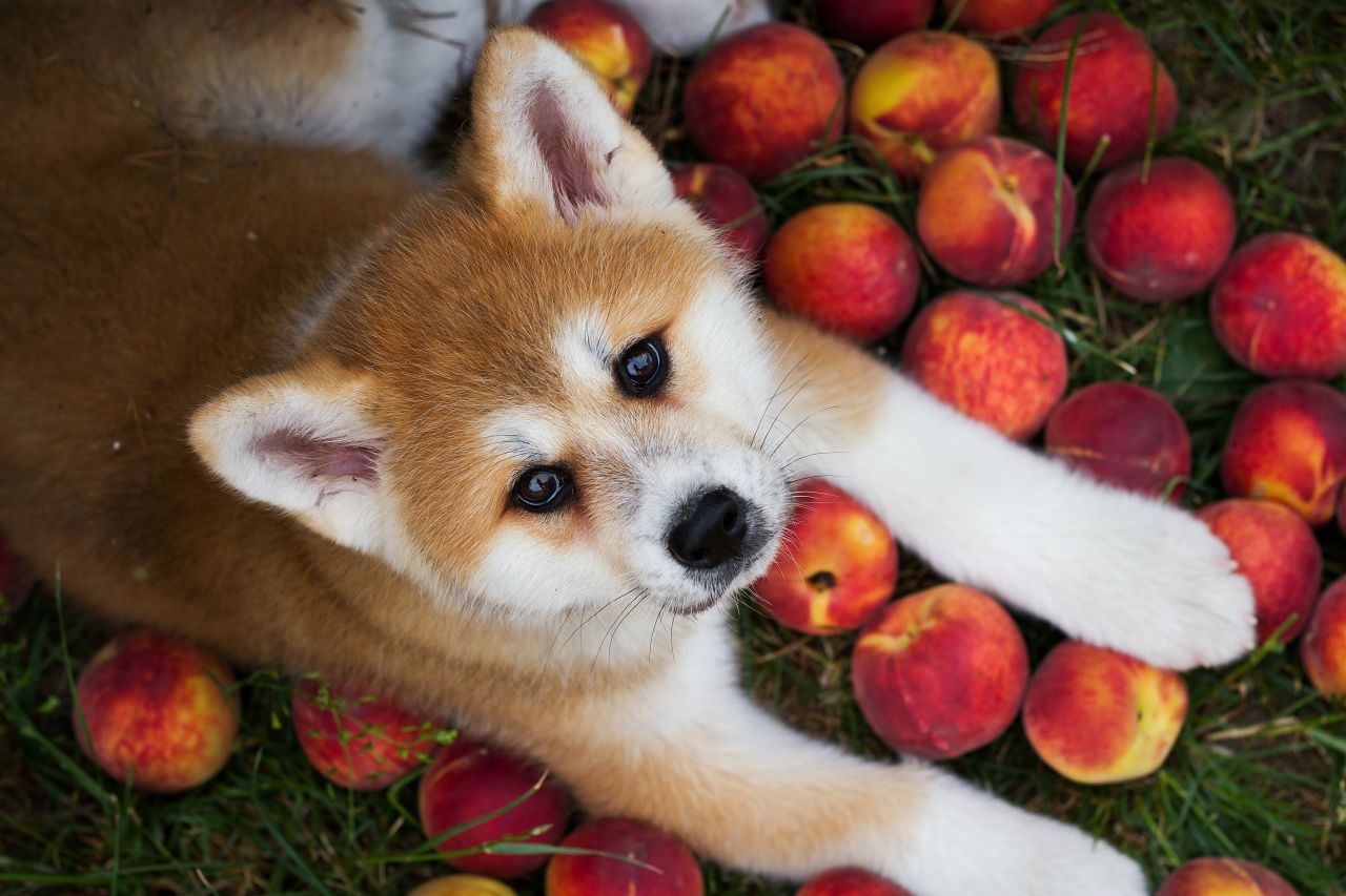 Cachorro deitado com pêssegos