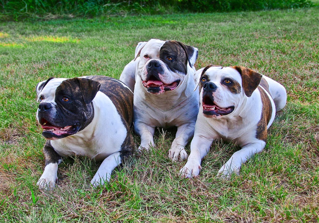 buldogues americanos na grama