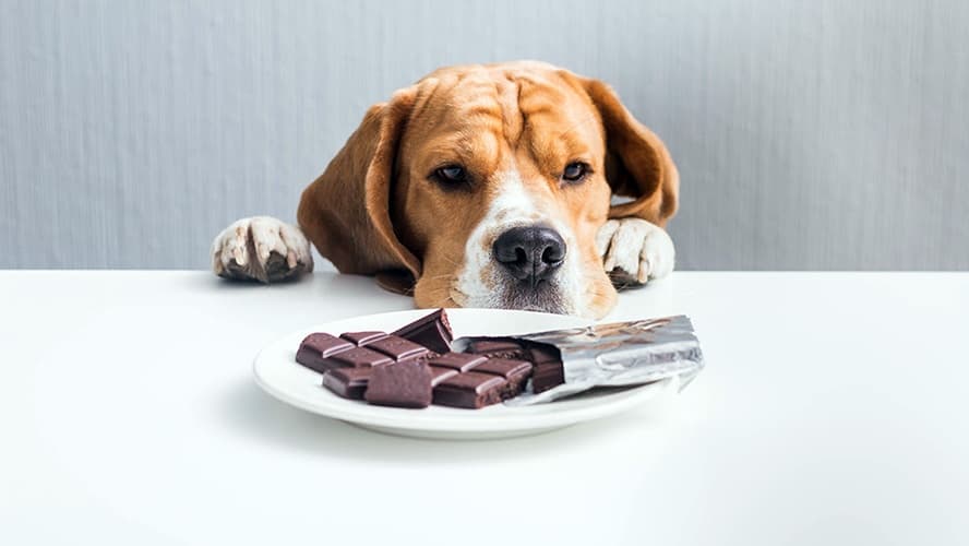 Cachorro olhando para barra de chocolate