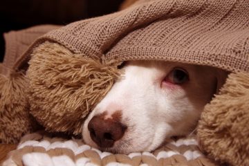 cachorro debaixo das cobertas com medo