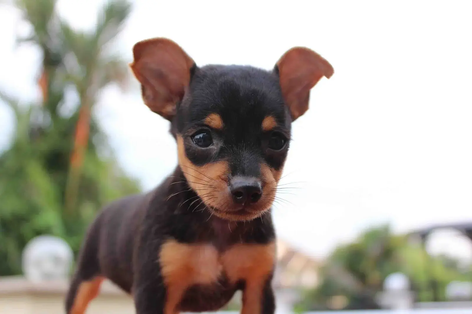 Pinscher