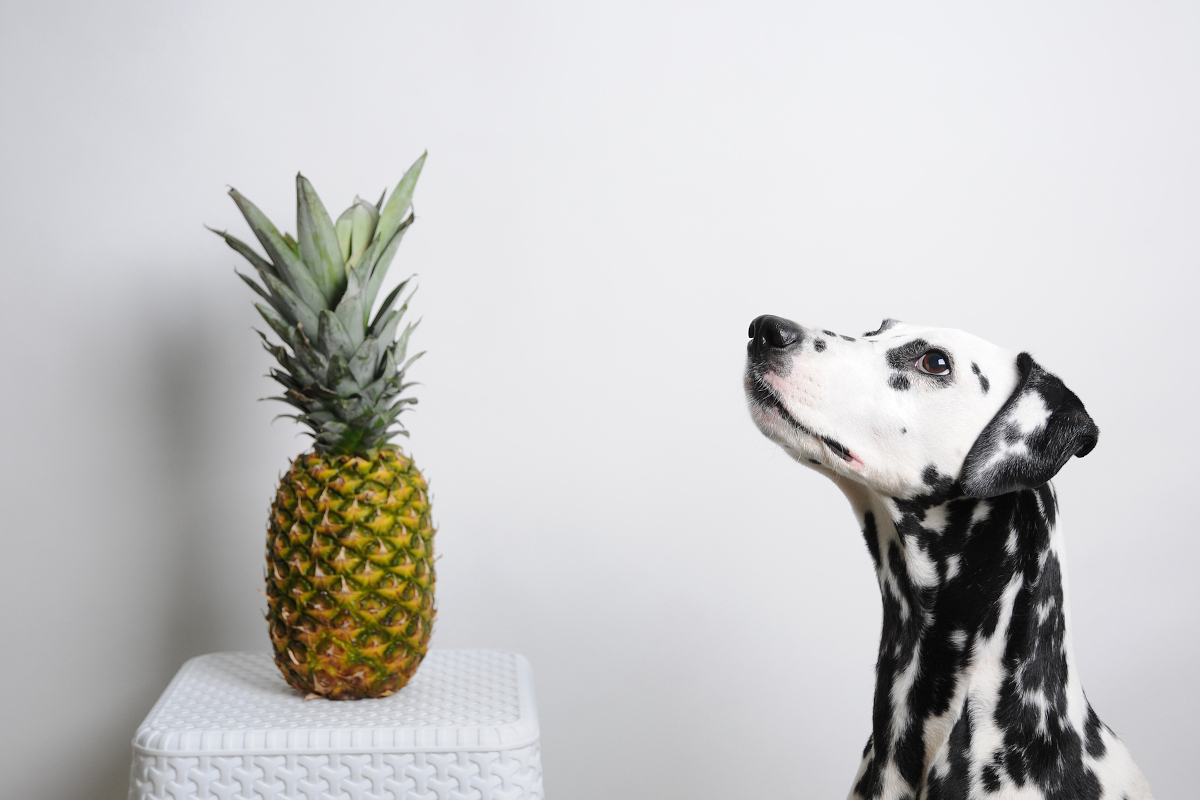 Cachorro Dálmata olhando para um abacaxi