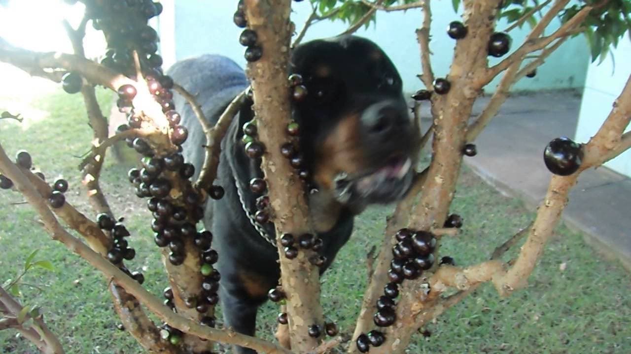 Cachorro comendo jabuticaba