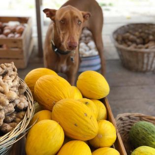 Cachorro pode comer melão?