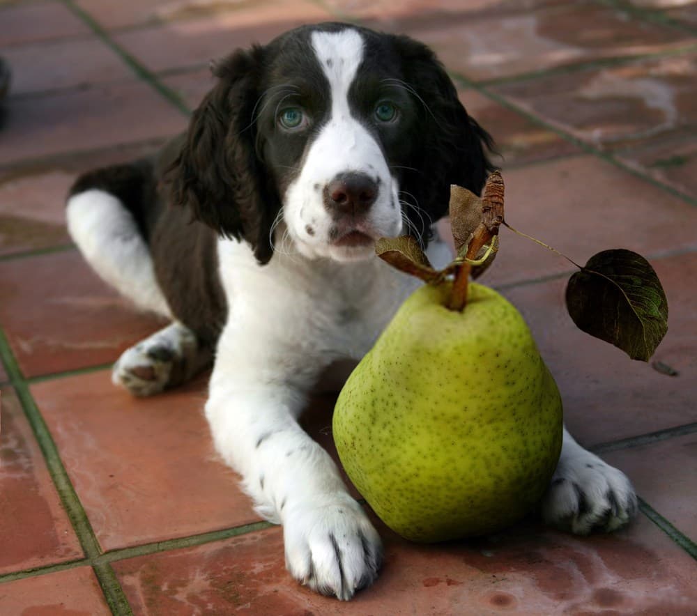 Cachorro com uma pera