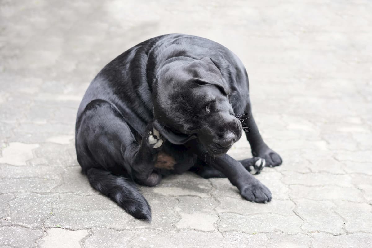 Cachorro preto se coçando