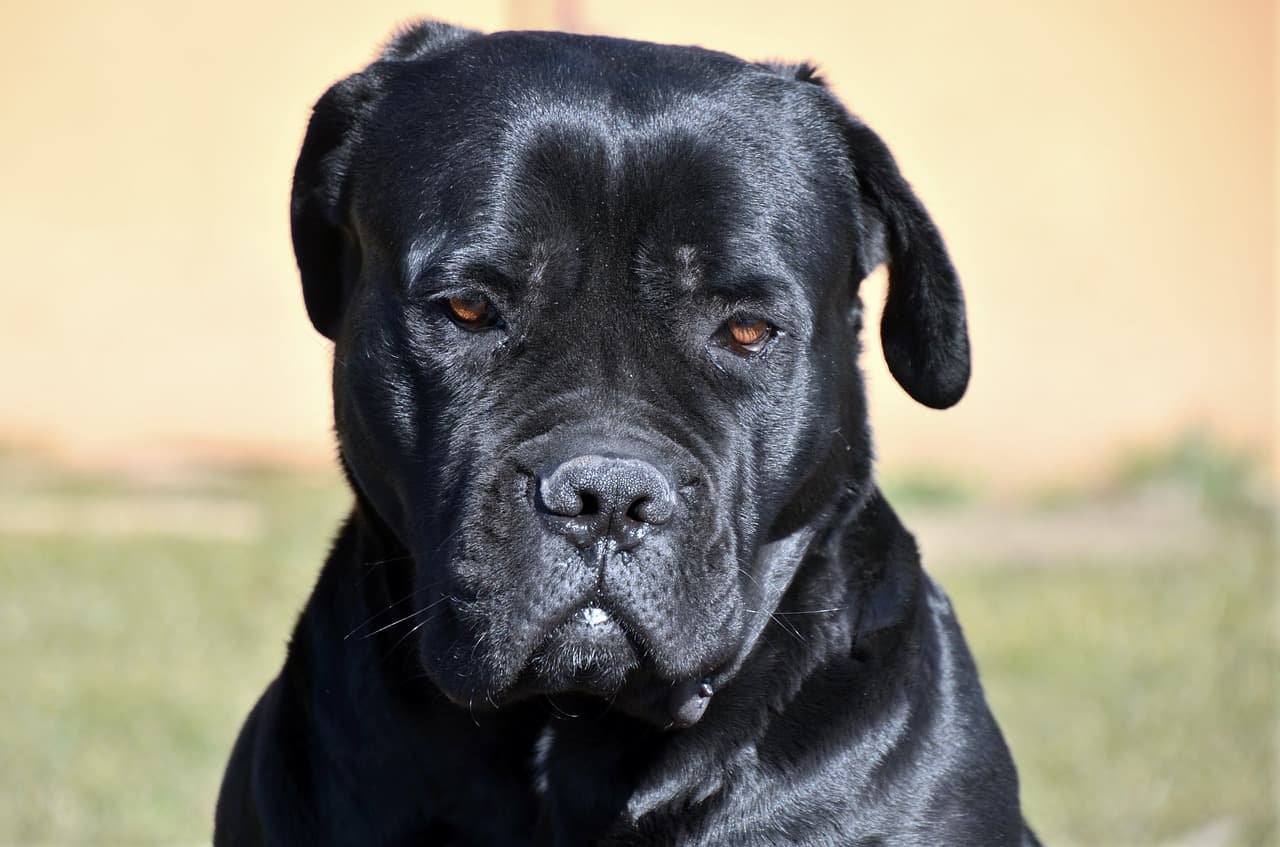 cabeça de cane corso