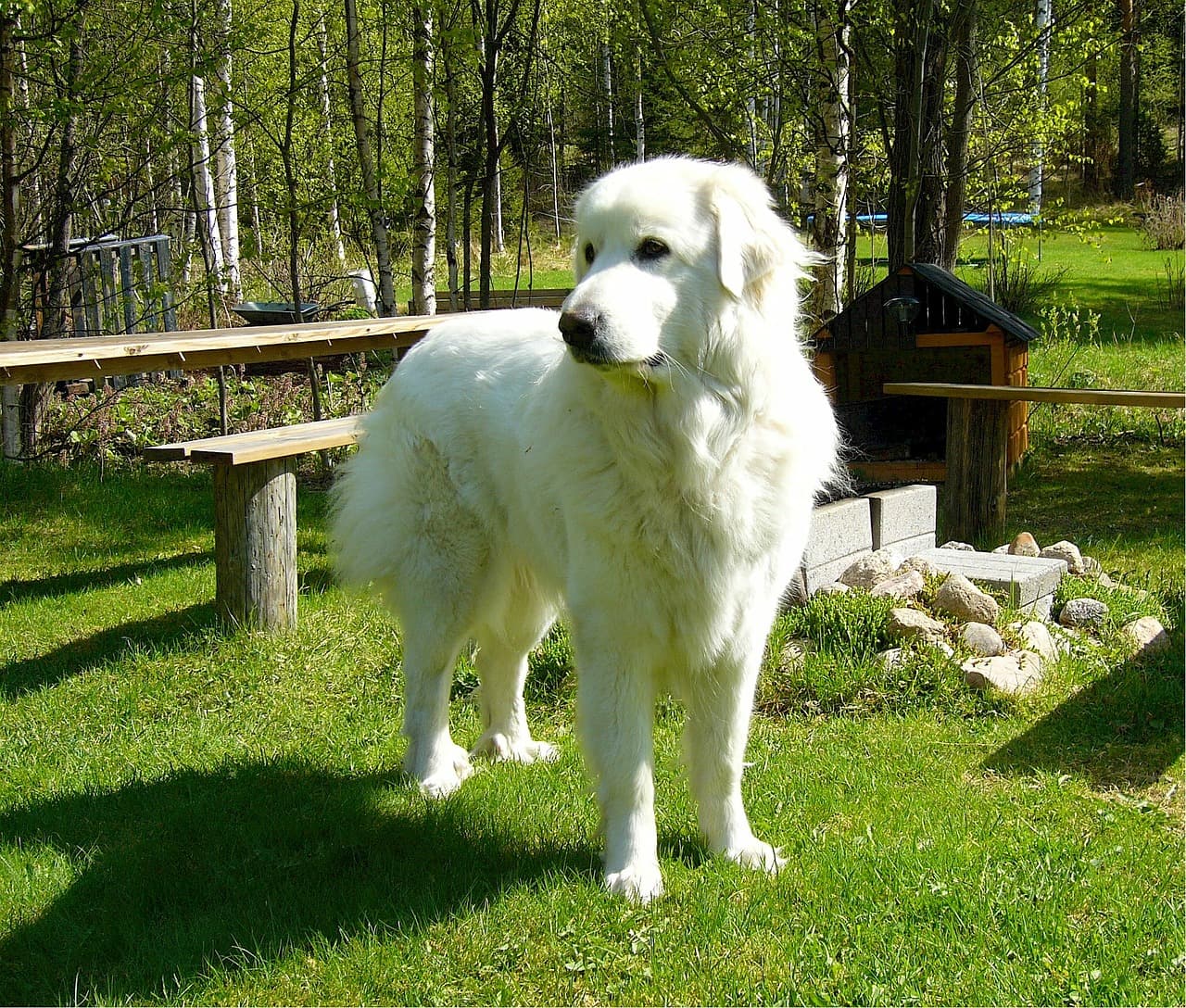 Cão de Montanha dos Pirineus branco