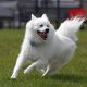 Cão esquimó americano branco correndo na grama