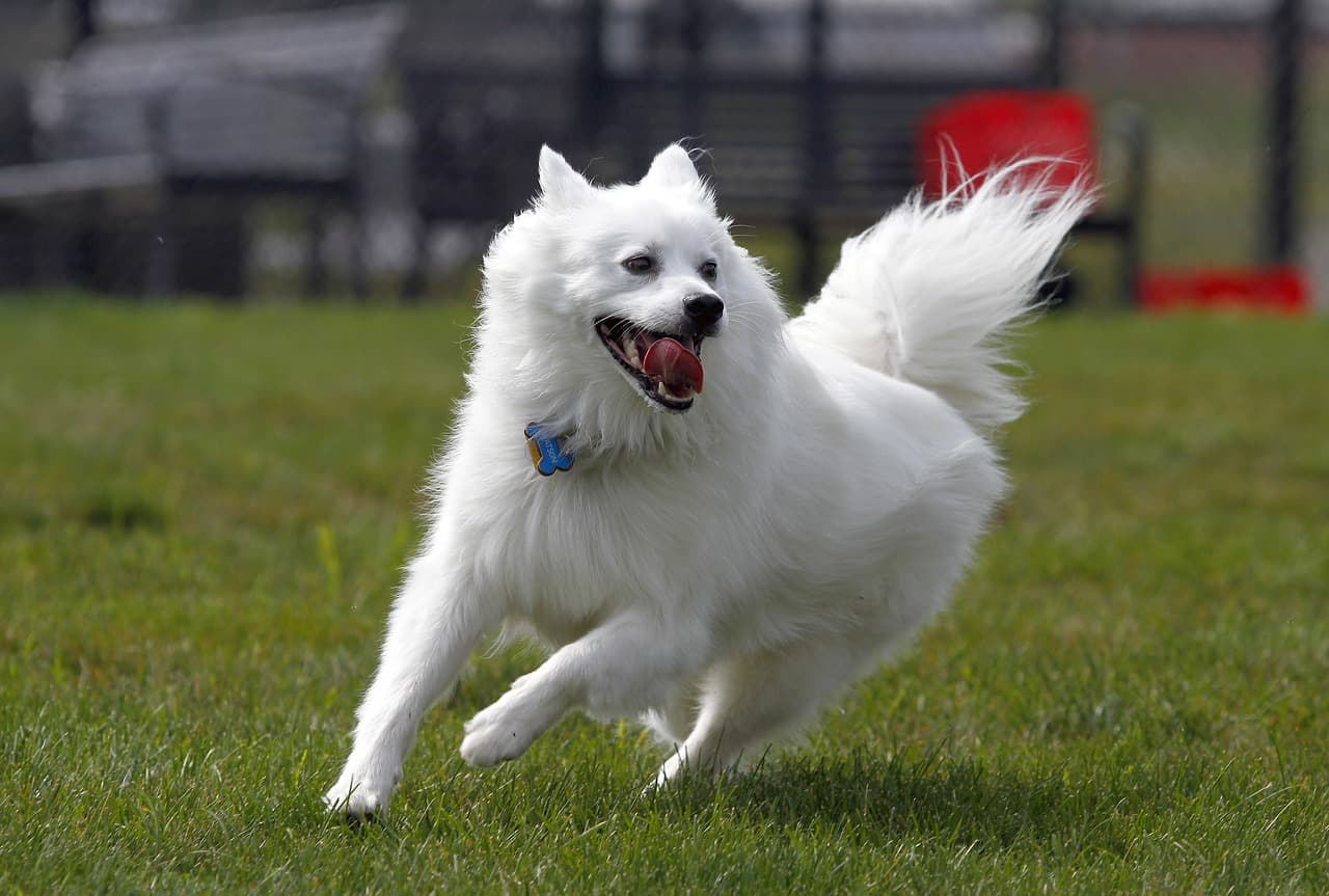 Cão esquimó americano branco correndo na grama