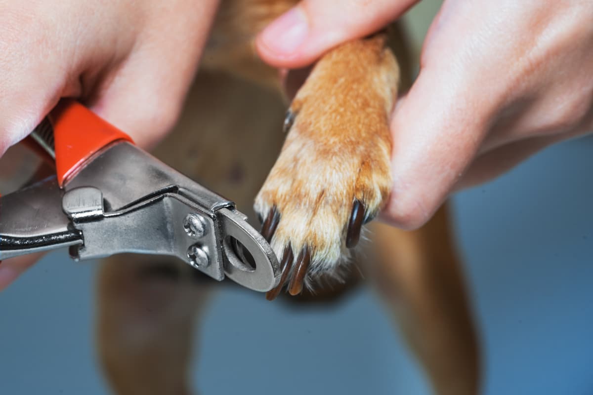 Mulher cortando unha de um cachorro