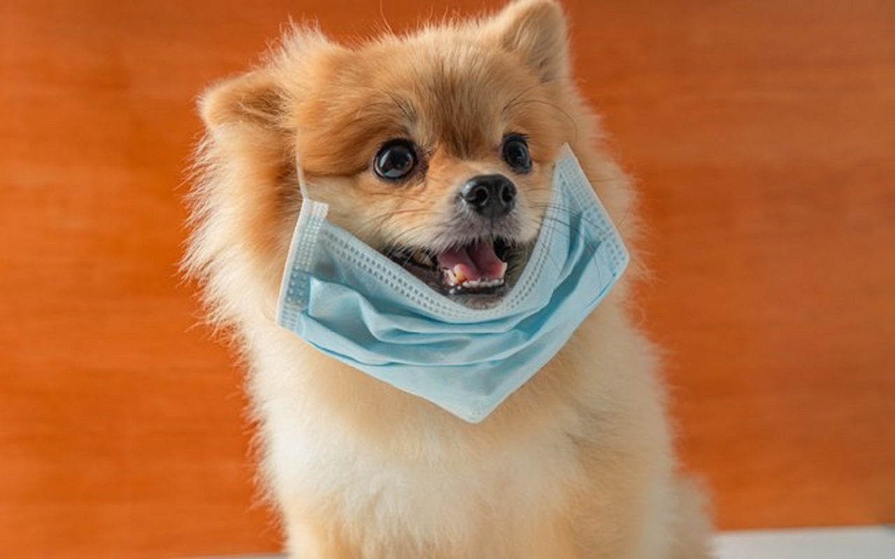 cão sorridente com máscara no pescoço