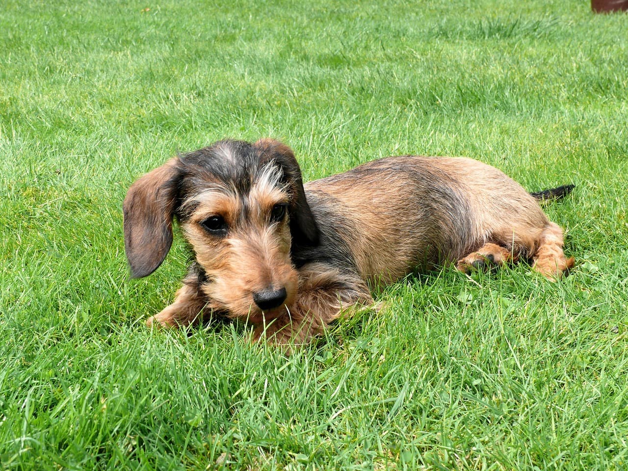 dachshund miniatura na grama