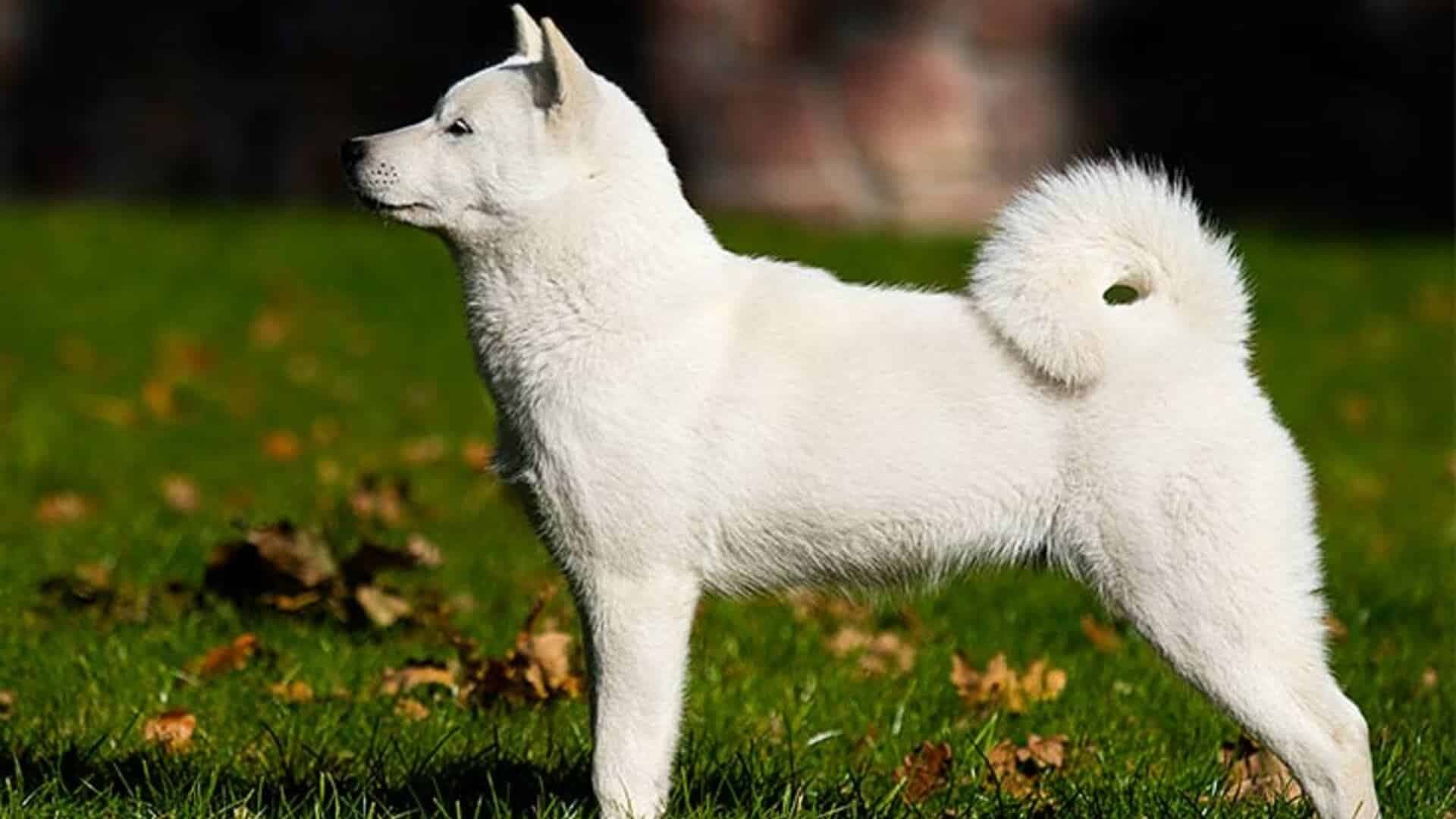 Kishu Inu