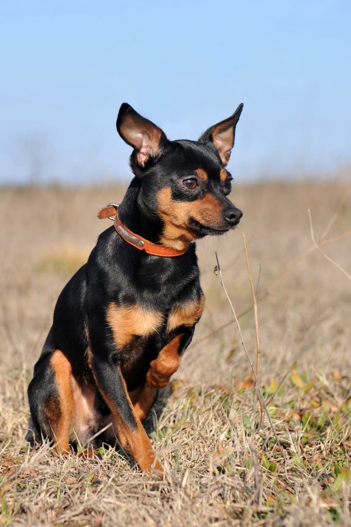 Pinscher 1