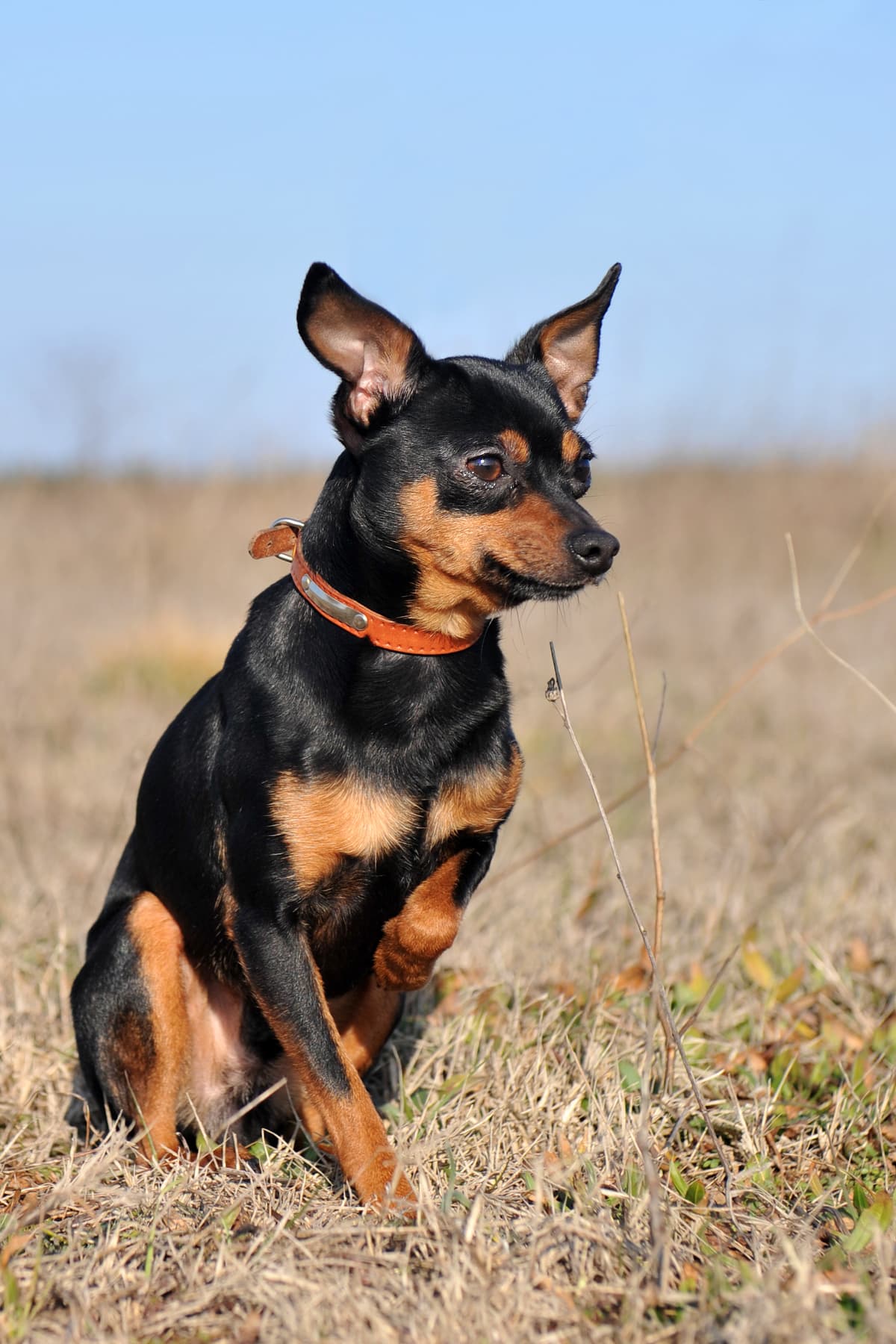 Pinscher 1