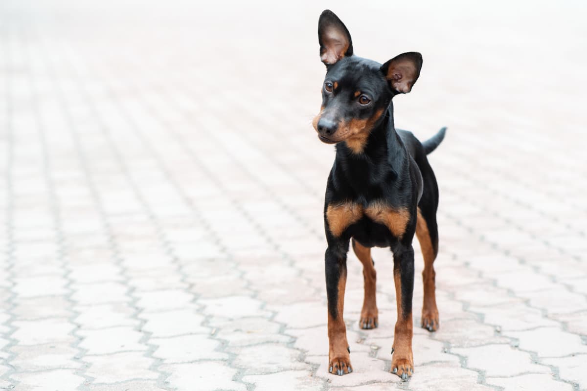 Pinscher 2