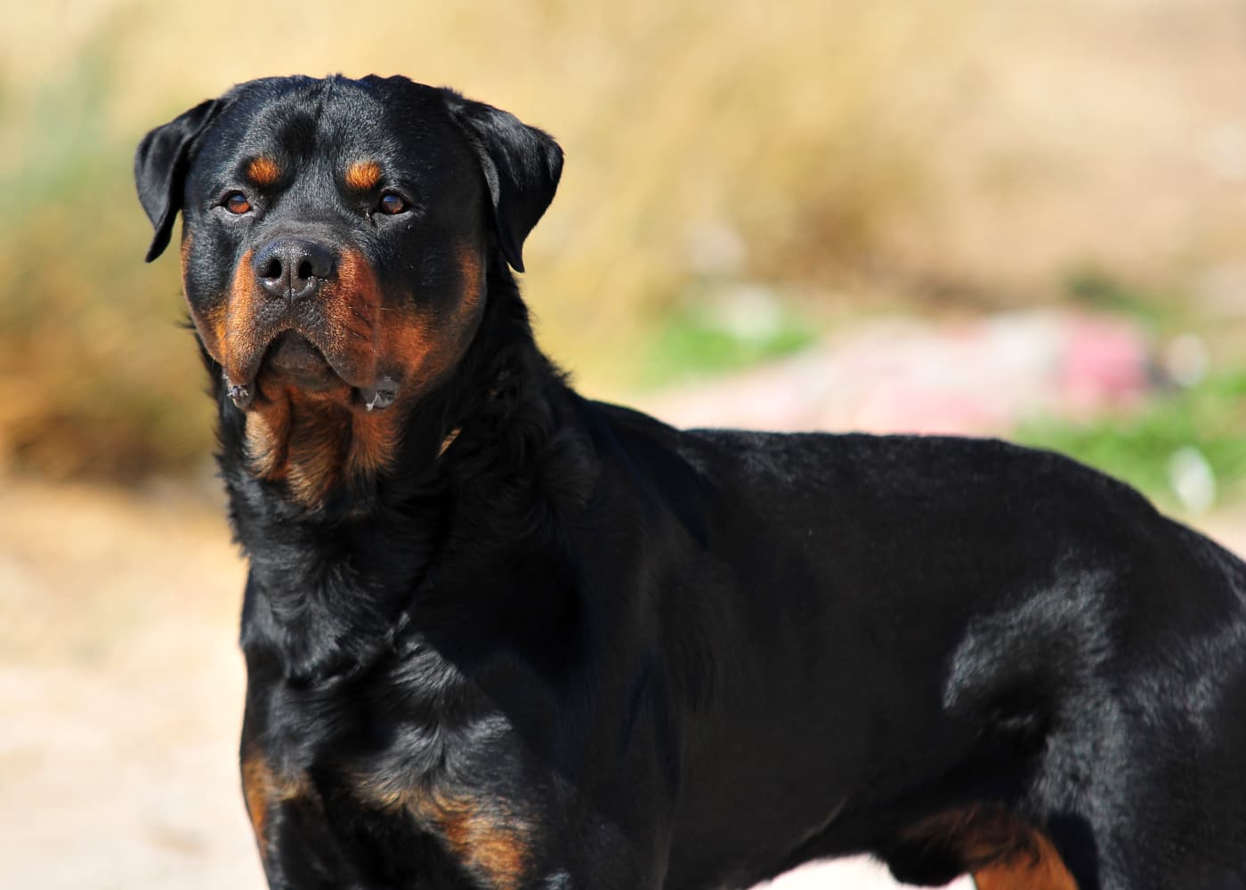 rottweiler