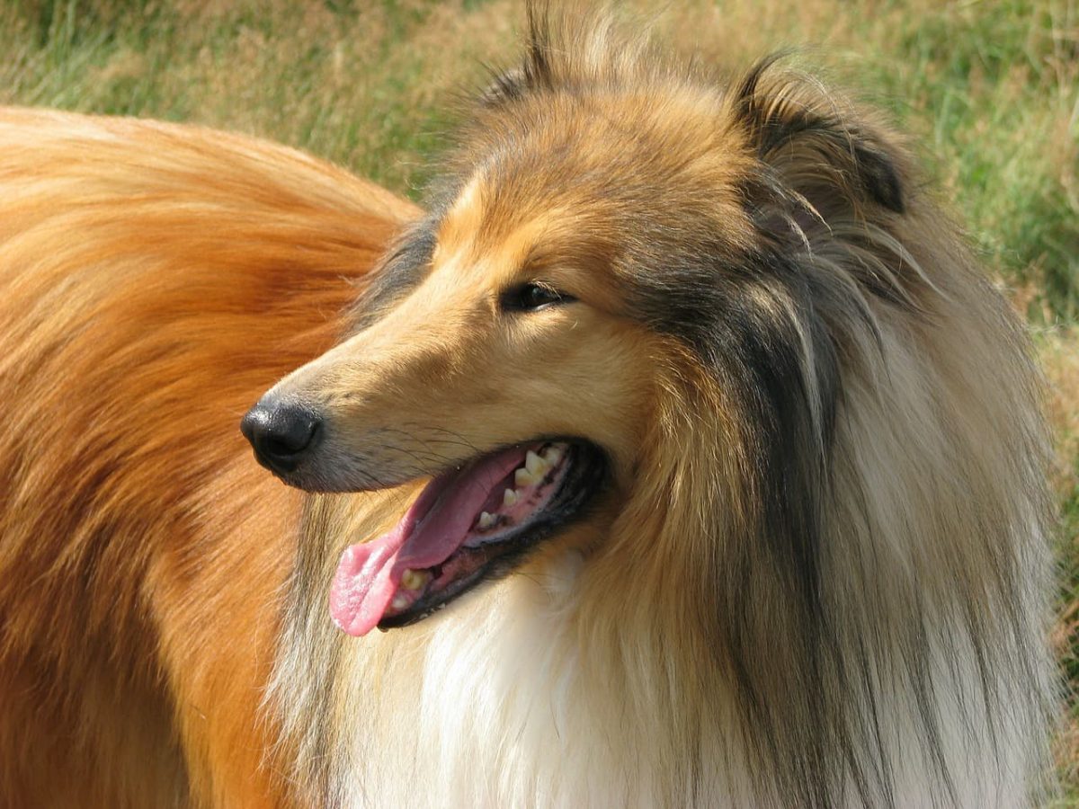 rough collie olhando para o lado