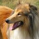 rough collie olhando para o lado