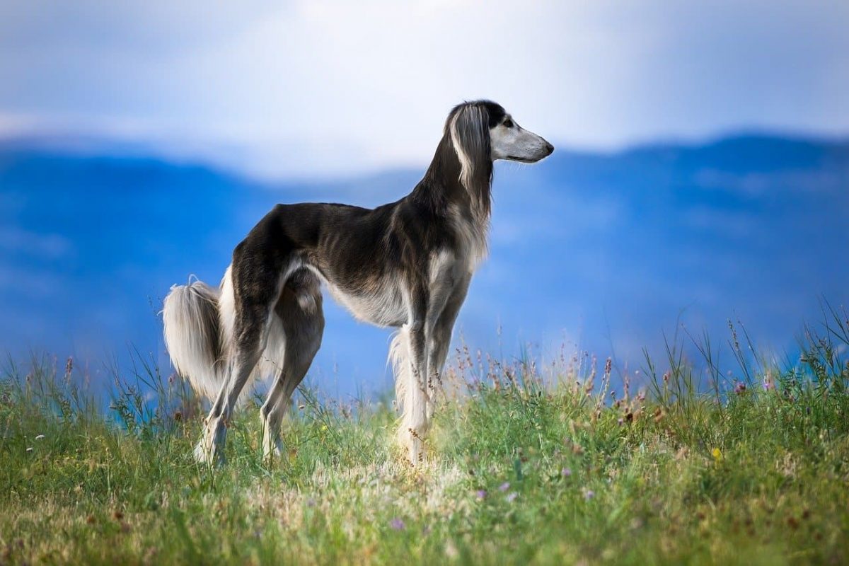 saluki ao ar livre