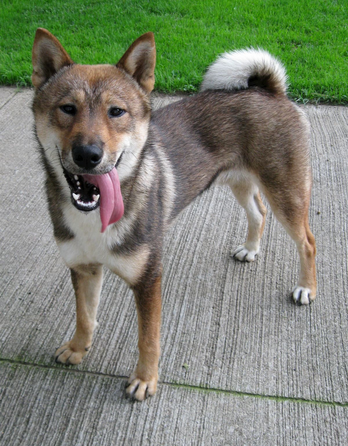 shikoku com a língua pra fora