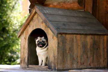 pug dentro da sua casinha de madeira