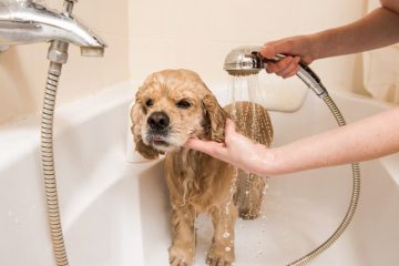 cachorro tomando banho na banheira