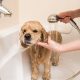 cachorro tomando banho na banheira