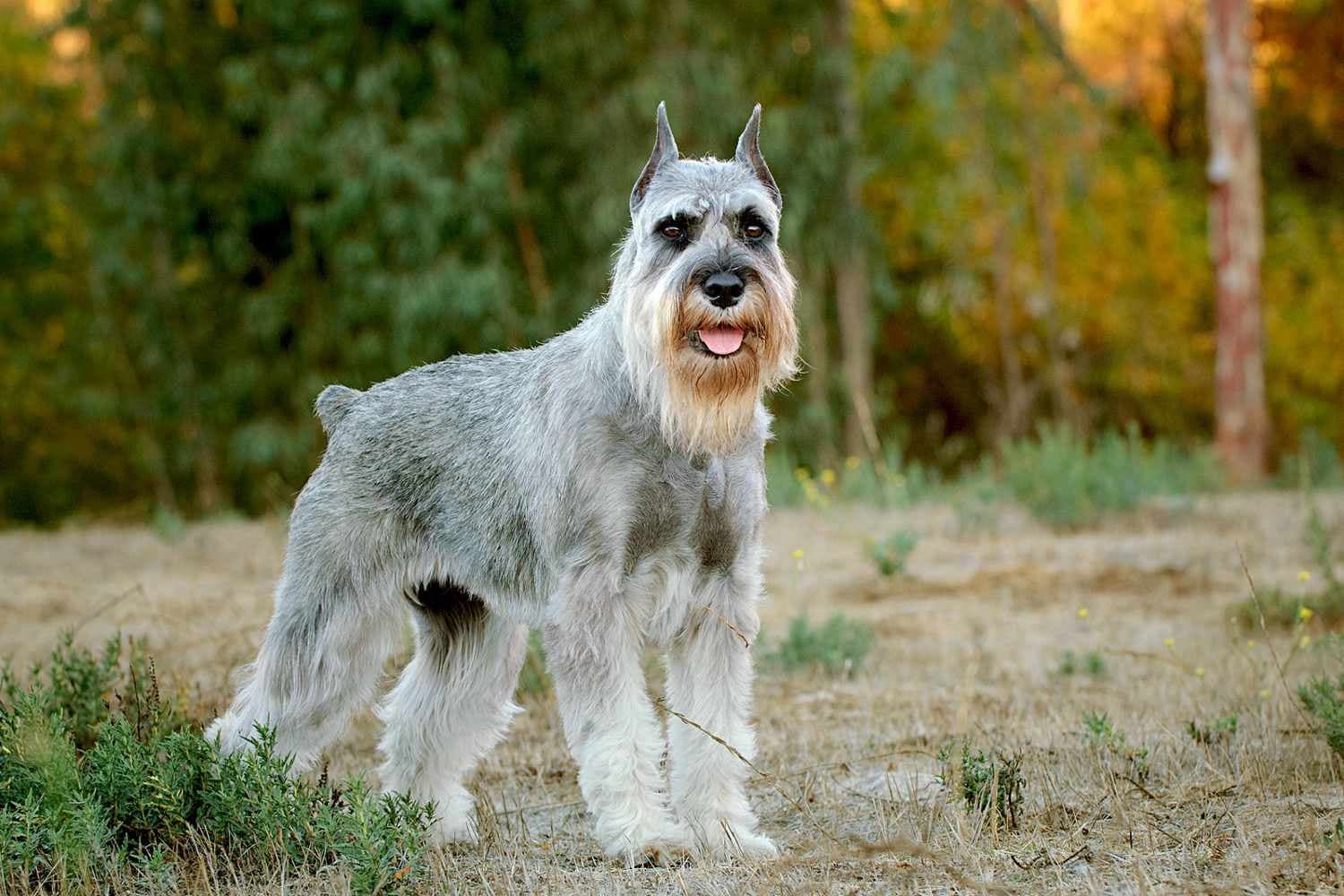 Schnauzer Standard