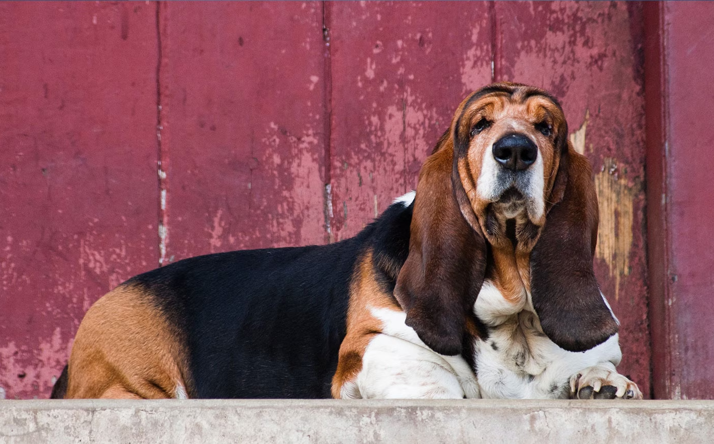 Basset Hound