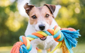 Cachorro com brinquedo de corda