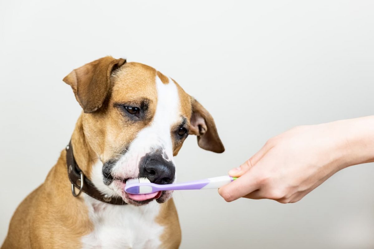 Cachorro escovando o dente