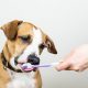 Cachorro escovando o dente