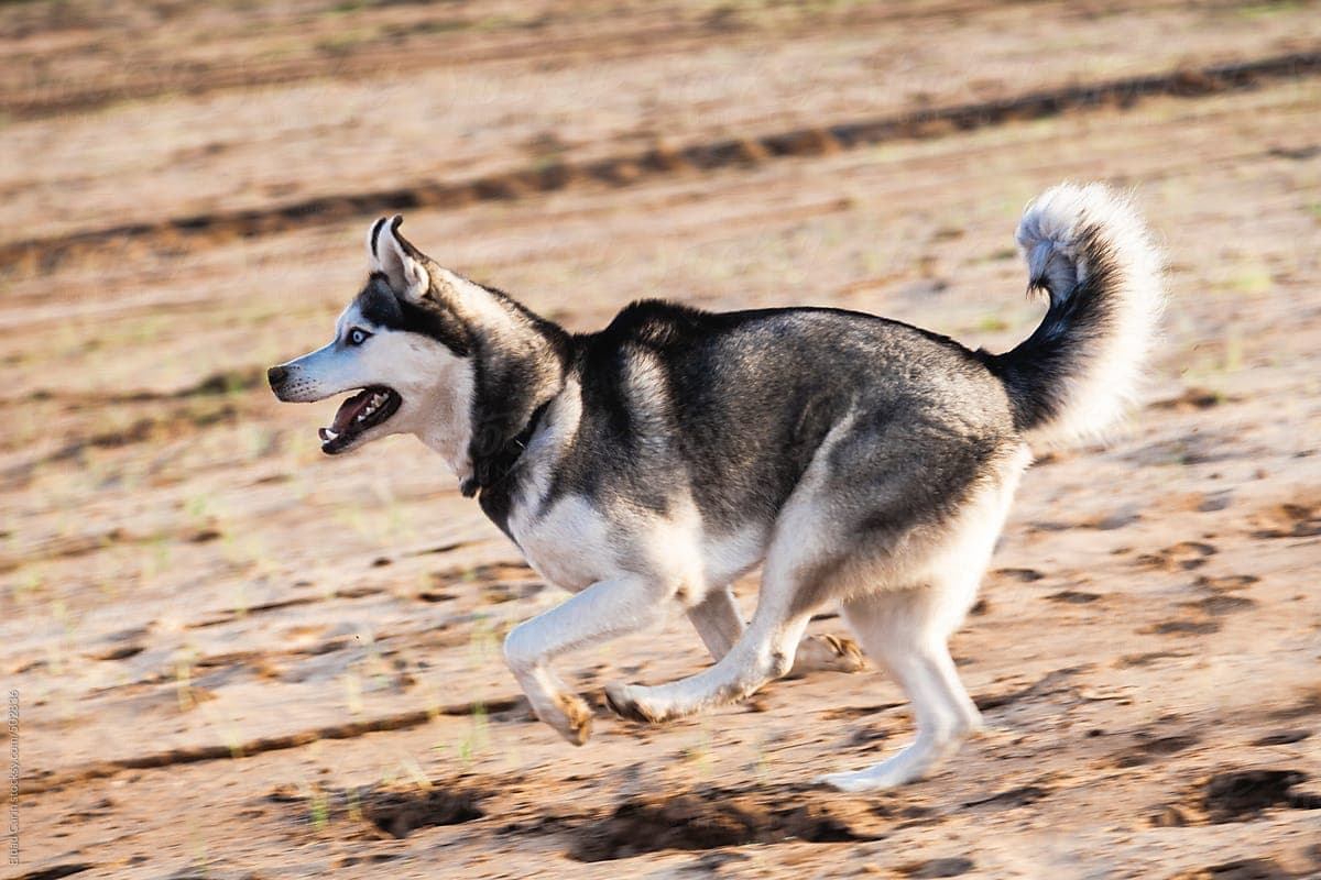 Husky Siberiano