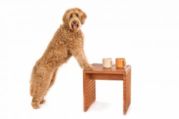 cachorro em pé na mesa com duas xícaras