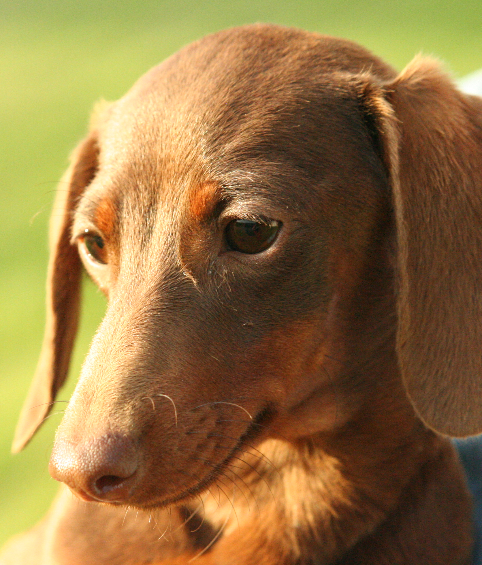 Dachshund