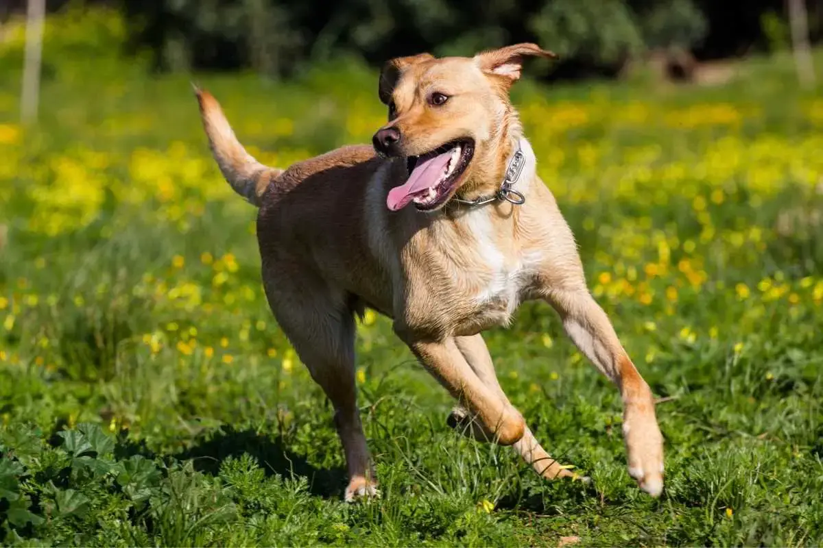 Labrador