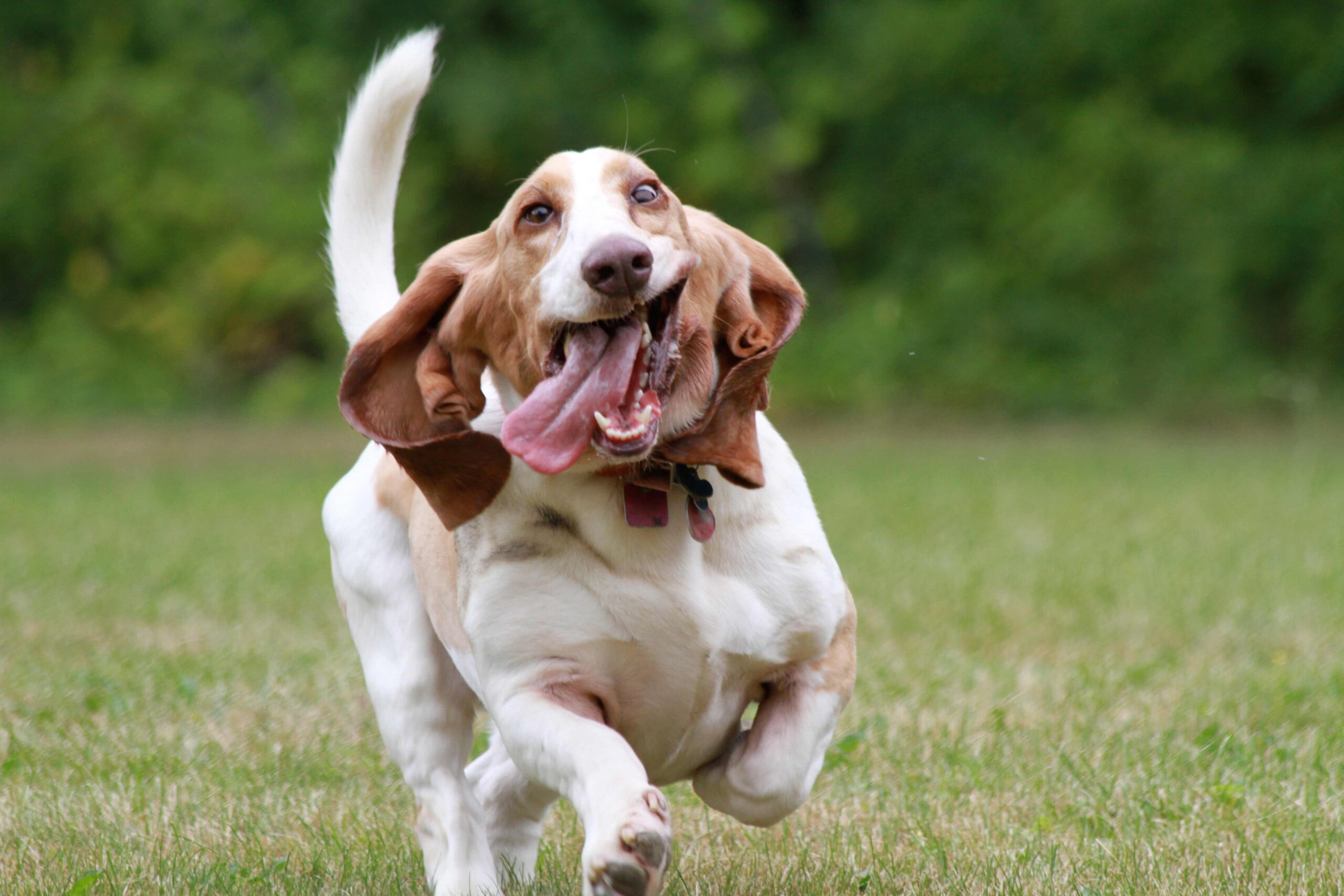 Basset Hound