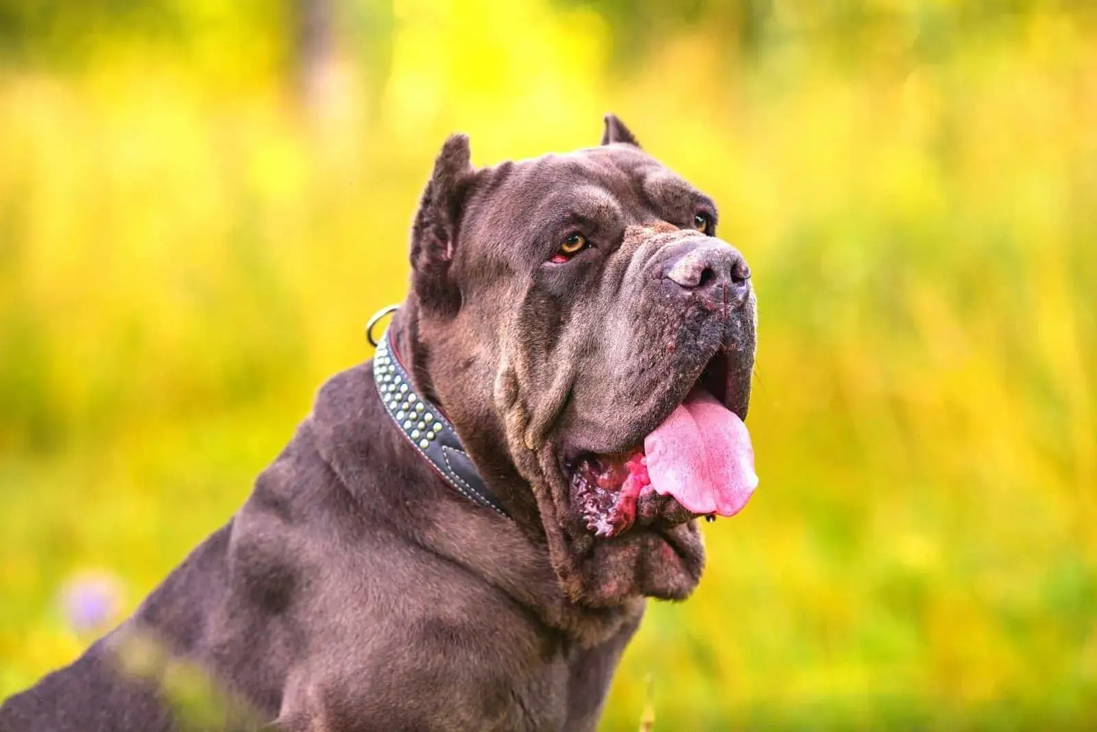 Cane Corso