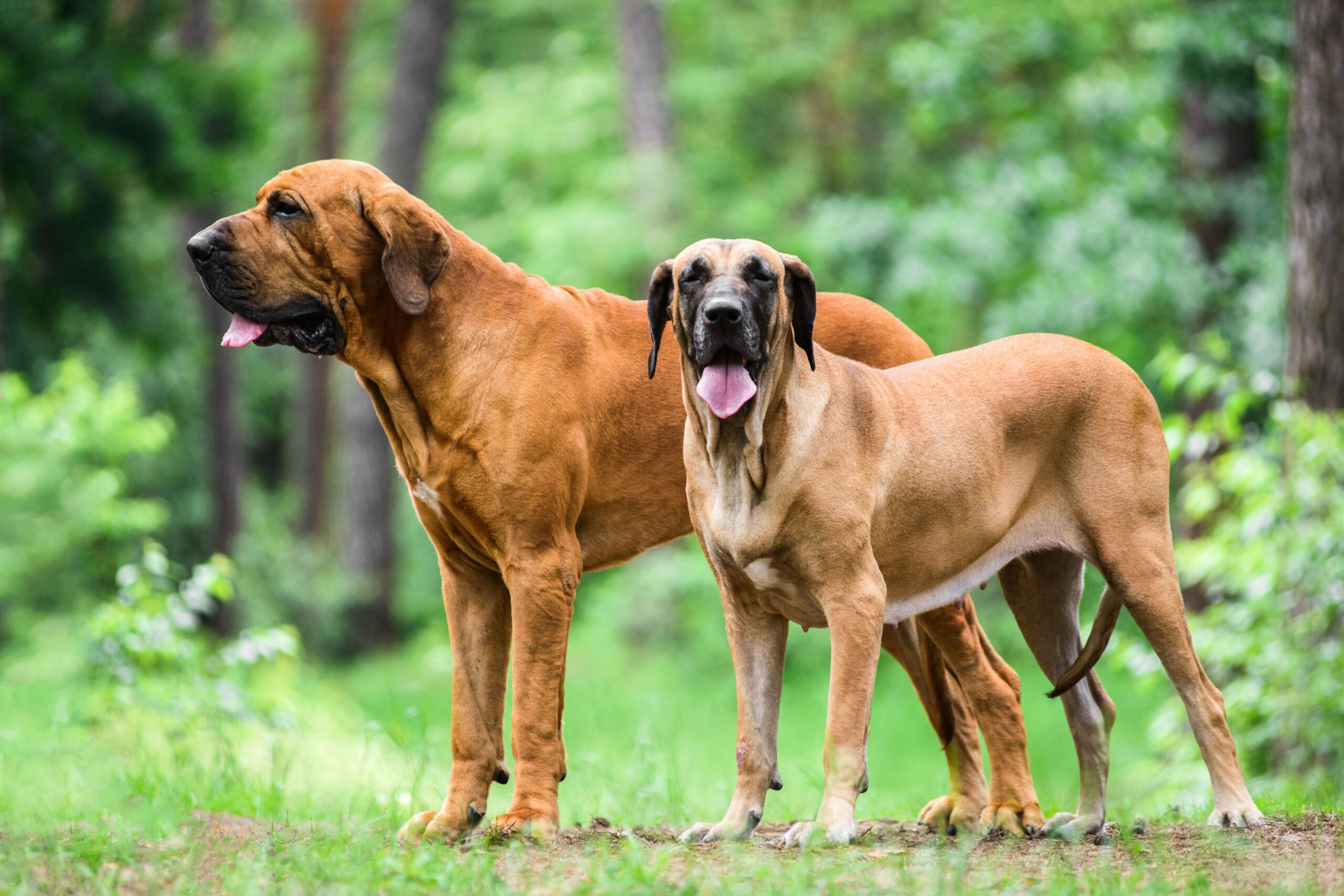 Fila Brasileiro