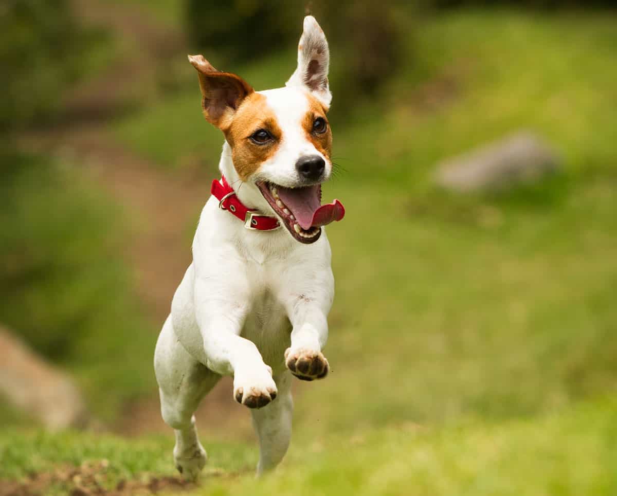 Jack Russell Terrier